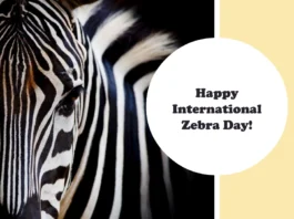 January 31 - International Zebra Day