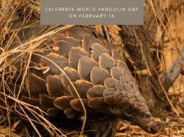 February 16 - World Pangolin Day (third Saturday of February) - 16j - nou (amplasat 21.04.2023)