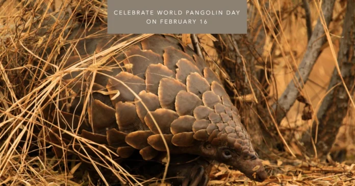 February 16 - World Pangolin Day (third Saturday of February) - 16j - nou (amplasat 21.04.2023)