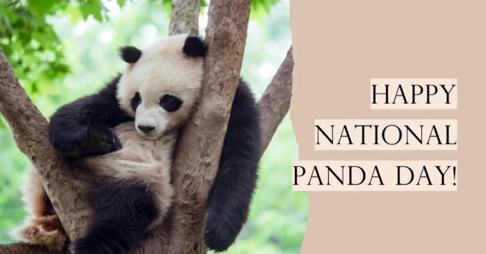 March 16 - National Panda Day