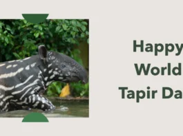 April 27 - World Tapir Day