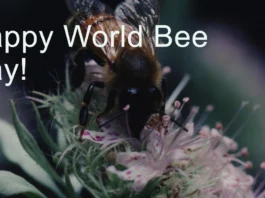 May 20 - World Bee Day