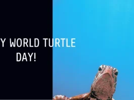 May 23 - World Turtle Day