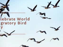 May 9 - World Migratory Bird Day