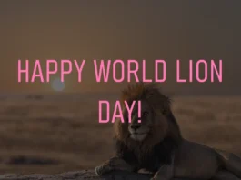 August 10 - World Lion Day