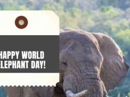 August 12 - World Elephant Day