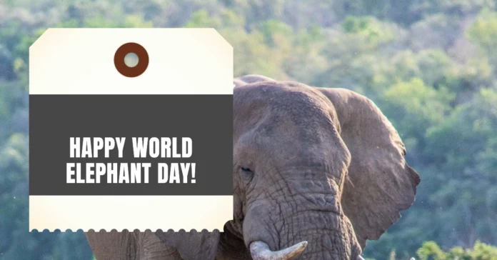 August 12 - World Elephant Day