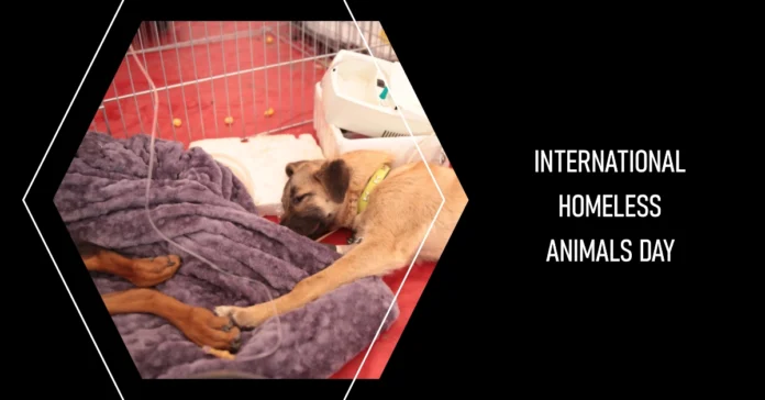 August 16 - International Homeless Animals Day