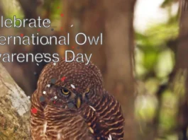 August 4 - International Owl Awareness Day