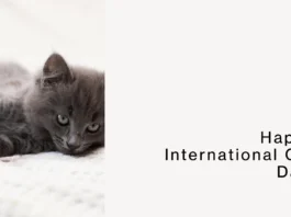 August 8 - International Cat Day