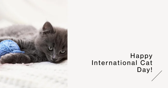August 8 - International Cat Day