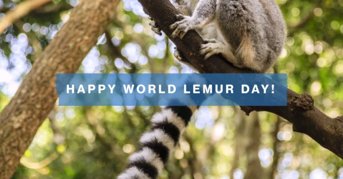 October 26 - World Lemur Day