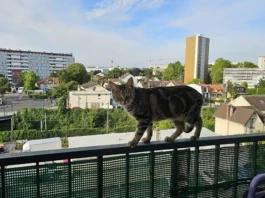 Cat Walking on Balcony Railing