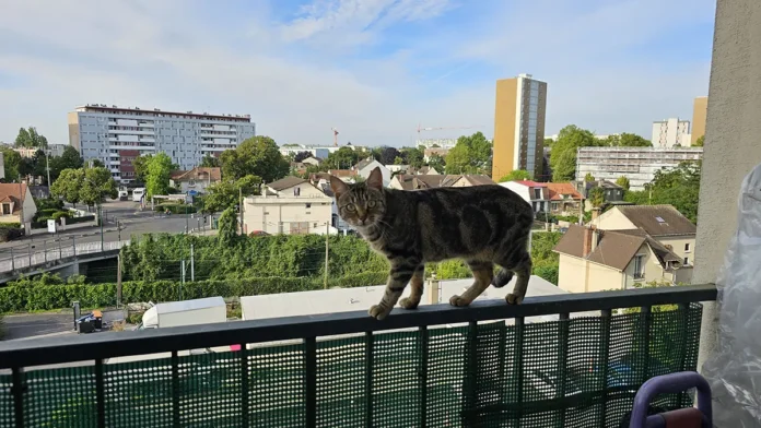 Cat Walking on Balcony Railing