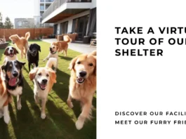 Shelter